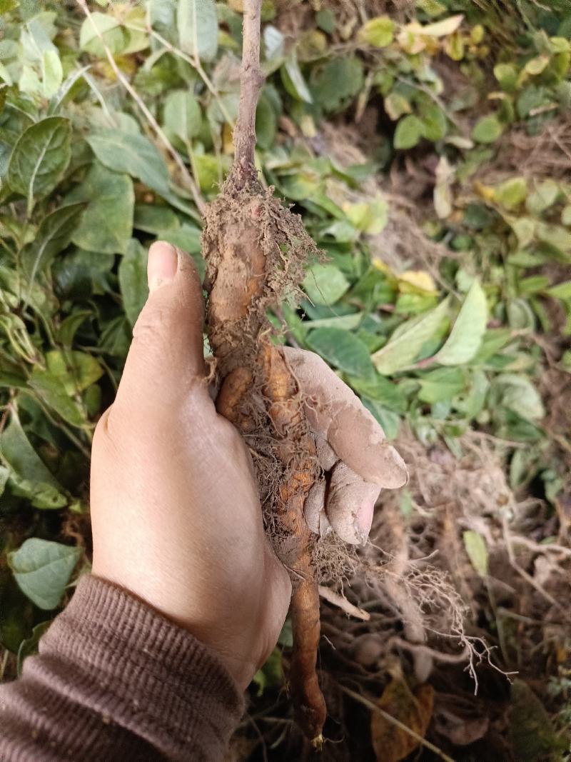 虎杖苗，当年苗，露天育苗，肉虎杖，符合药典要求。