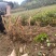 虎杖苗，当年苗，露天育苗，肉虎杖，符合药典要求。