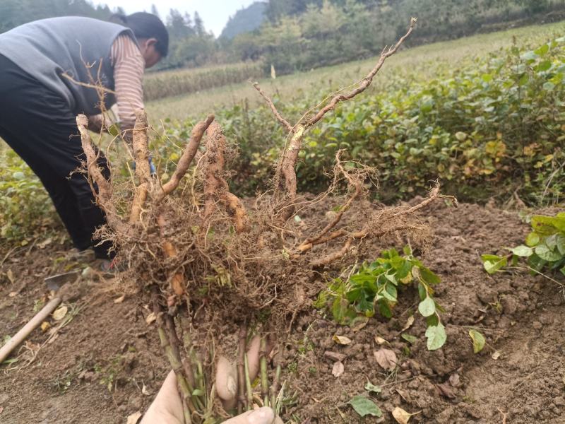 虎杖苗，当年苗，露天育苗，肉虎杖，符合药典要求。