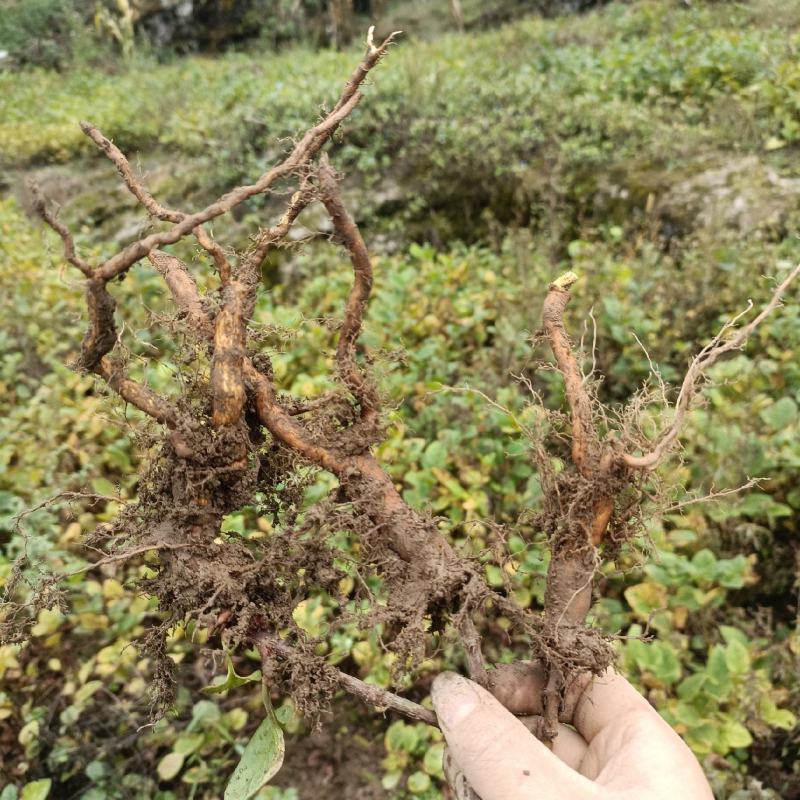 虎杖苗，当年苗，露天育苗，肉虎杖，符合药典要求。