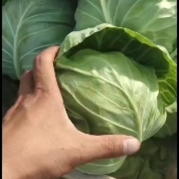 邯郸本地甘蓝大量上市中！