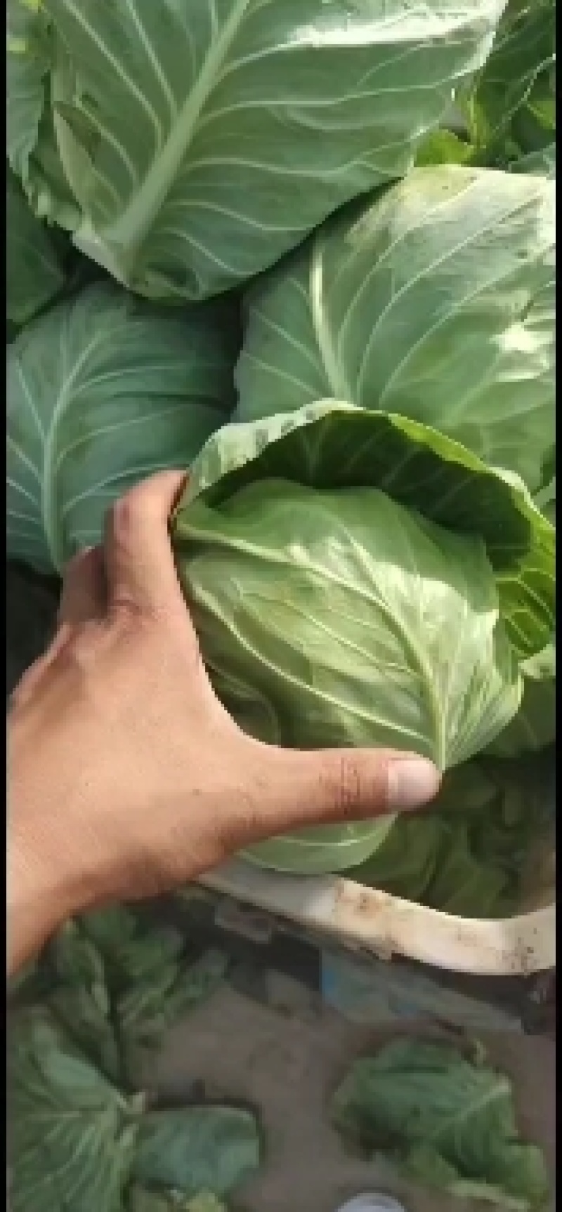邯郸本地甘蓝大量上市中！