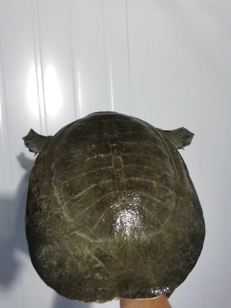十年上黄沙鳖种公鱼