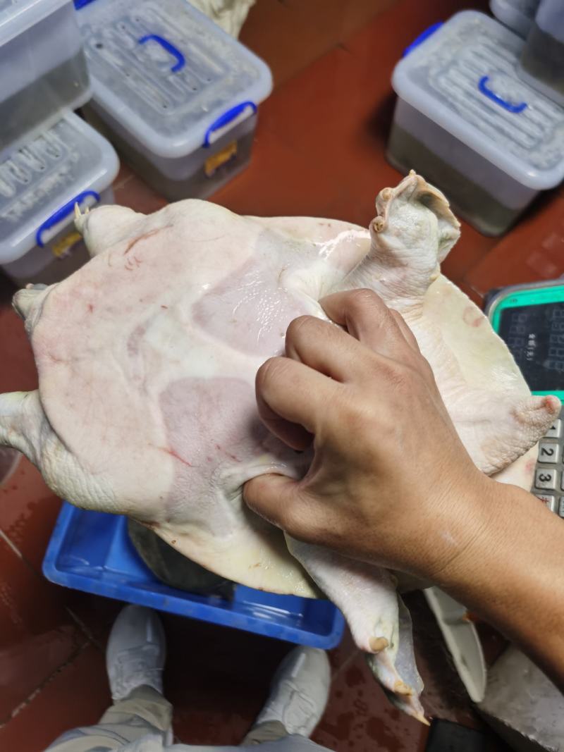 十年上黄沙鳖种公鱼