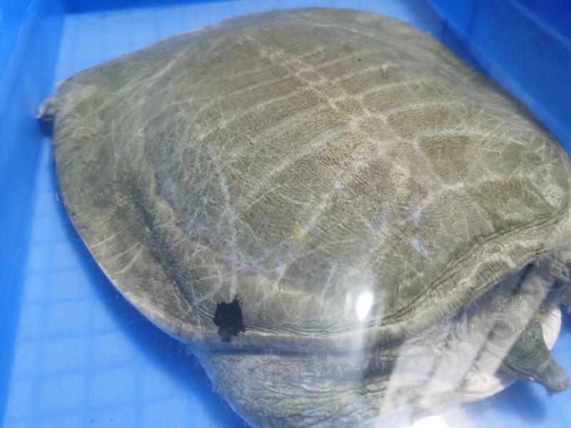 十年上黄沙鳖种公鱼