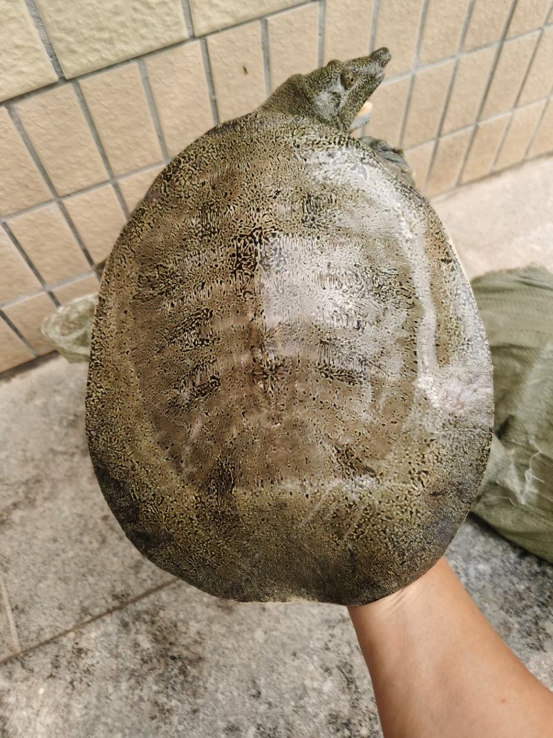 十年上黄沙鳖种公鱼