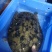 十年上黄沙鳖种公鱼