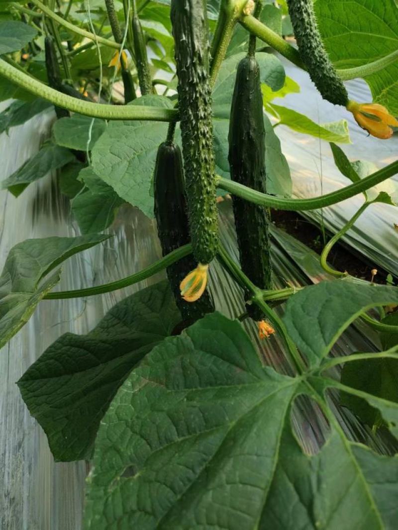 宁都富硒高标准蔬菜大棚种植新苗密刺黄瓜上市