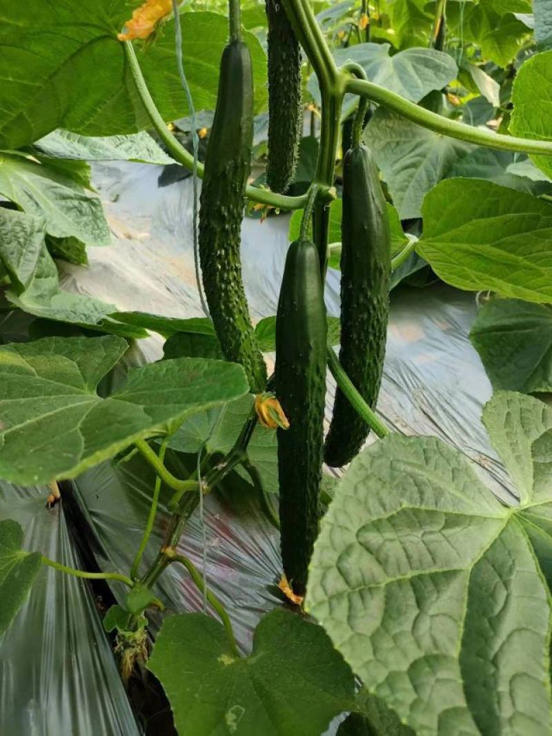 宁都富硒高标准蔬菜大棚种植新苗密刺黄瓜上市
