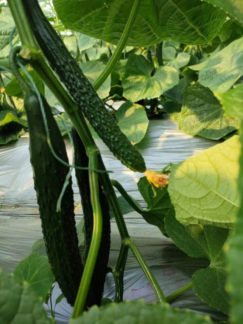 宁都富硒高标准蔬菜大棚种植新苗密刺黄瓜上市