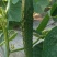 宁都富硒高标准蔬菜大棚种植新苗密刺黄瓜上市