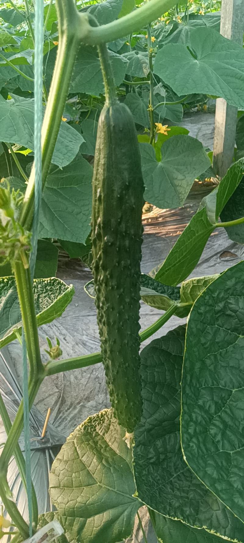 宁都富硒高标准蔬菜大棚种植新苗密刺黄瓜上市