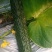宁都富硒高标准蔬菜大棚种植新苗密刺黄瓜上市