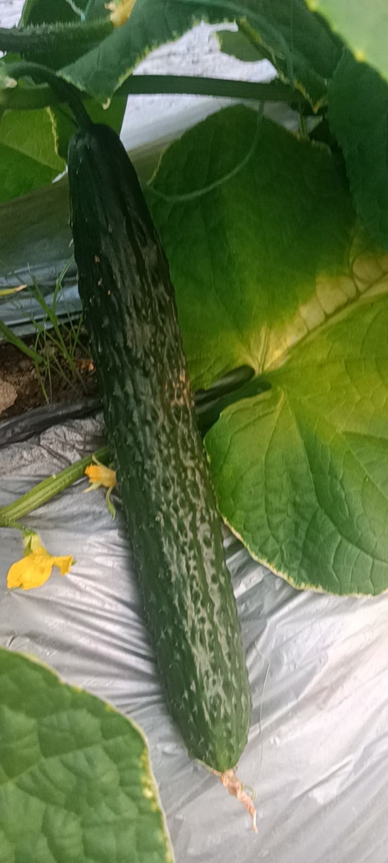 宁都富硒高标准蔬菜大棚种植新苗密刺黄瓜上市