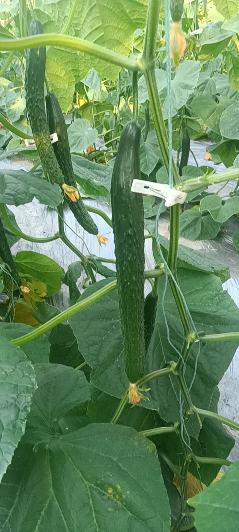 宁都富硒高标准蔬菜大棚种植新苗密刺黄瓜上市