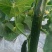 宁都富硒高标准蔬菜大棚种植新苗密刺黄瓜上市