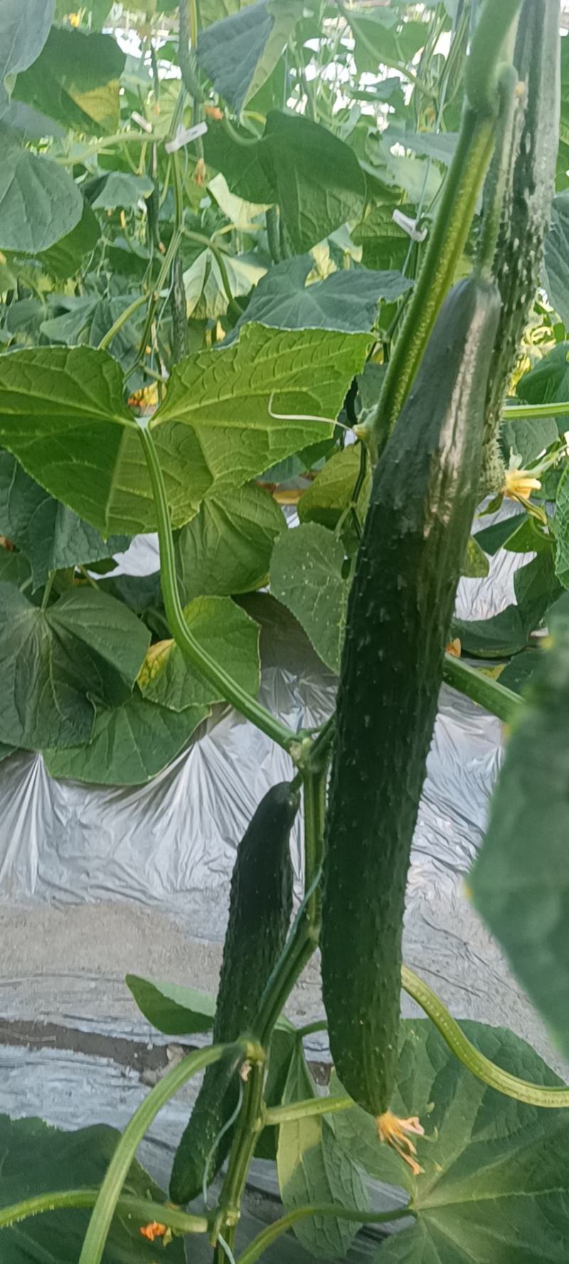 宁都富硒高标准蔬菜大棚种植新苗密刺黄瓜上市