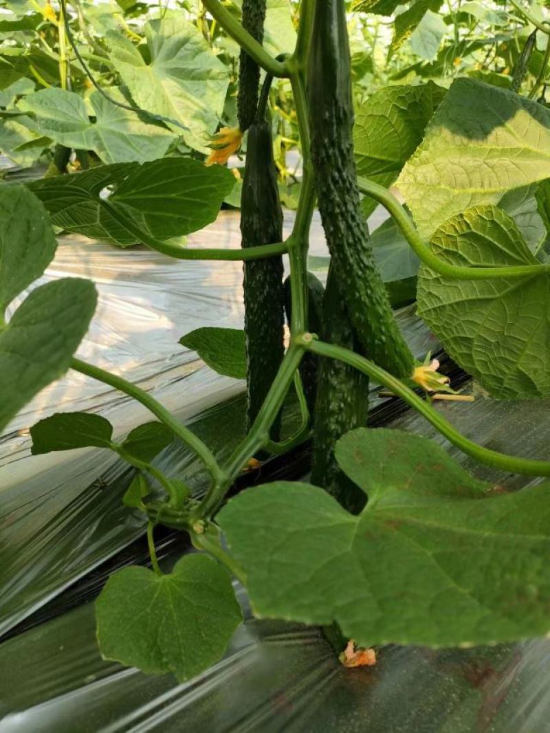 宁都富硒高标准蔬菜大棚种植新苗密刺黄瓜上市