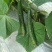 宁都富硒高标准蔬菜大棚种植新苗密刺黄瓜上市