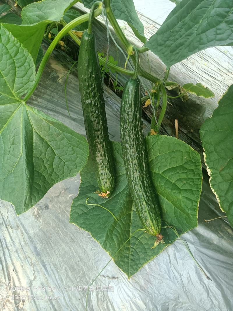 宁都富硒高标准蔬菜大棚种植新苗密刺黄瓜上市