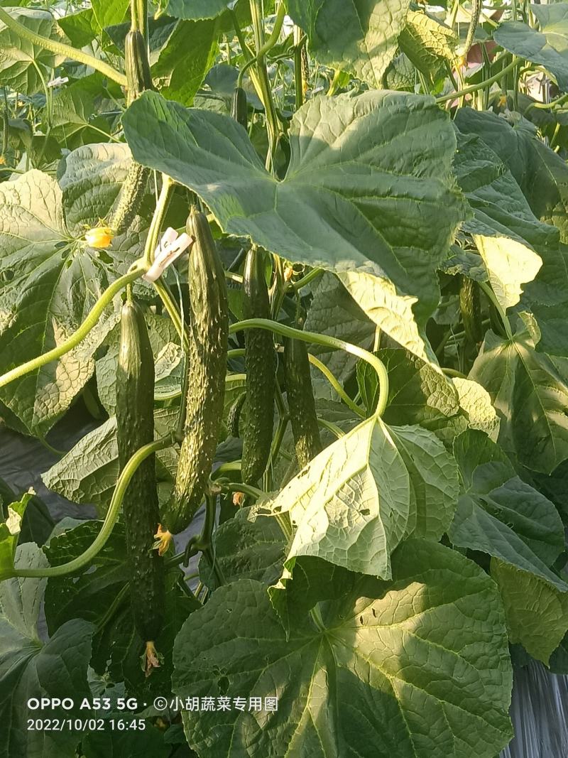 宁都富硒高标准蔬菜大棚种植新苗密刺黄瓜上市