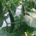 宁都富硒高标准蔬菜大棚种植新苗密刺黄瓜上市