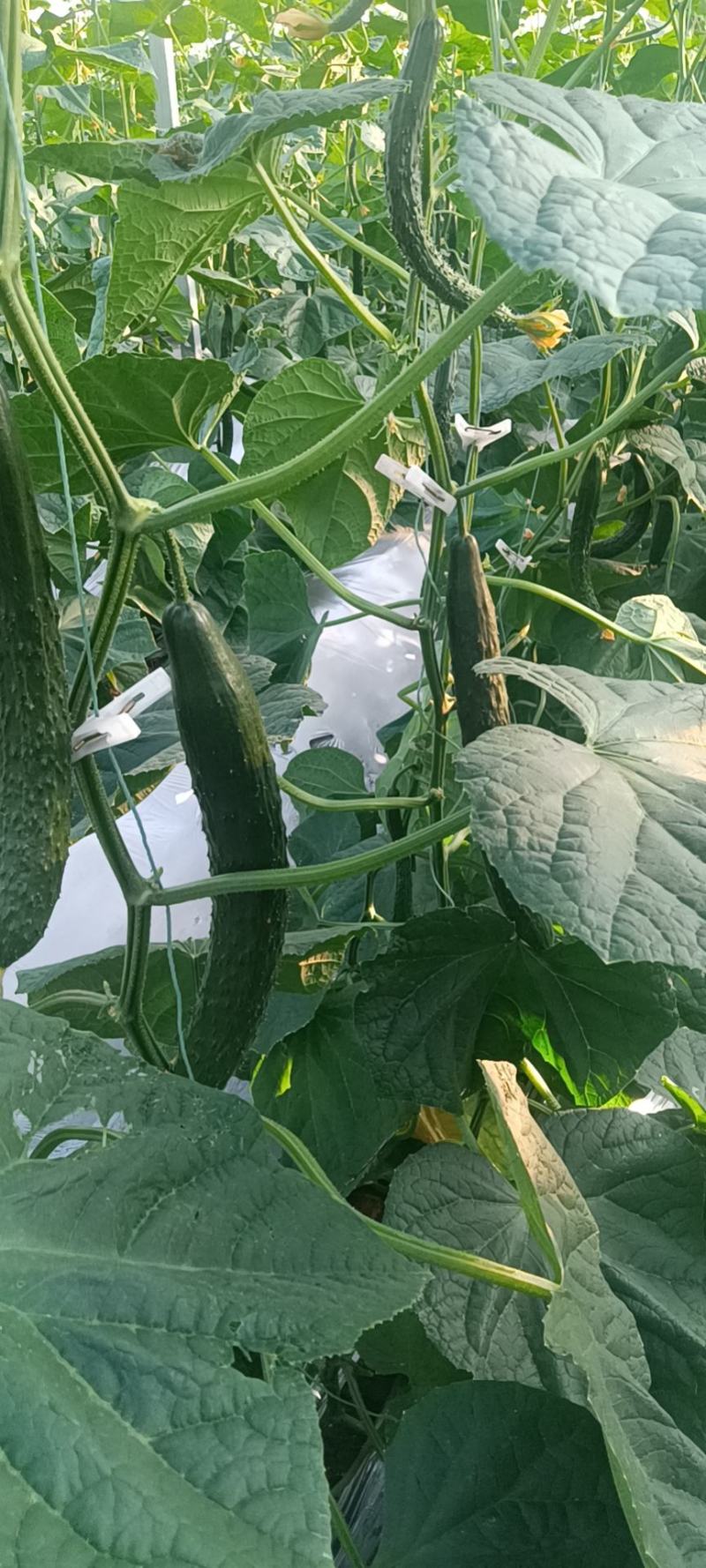 宁都富硒高标准蔬菜大棚种植新苗密刺黄瓜上市