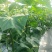 宁都富硒高标准蔬菜大棚种植新苗密刺黄瓜上市
