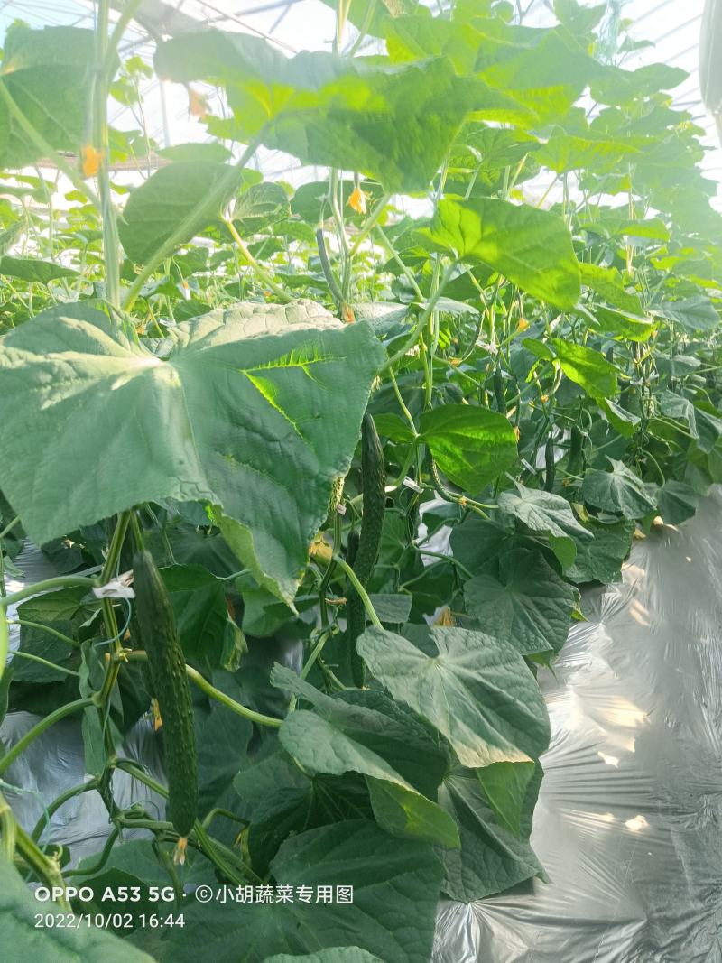 宁都富硒高标准蔬菜大棚种植新苗密刺黄瓜上市