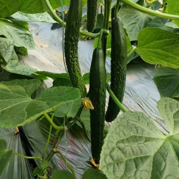 宁都富硒高标准蔬菜大棚种植新苗密刺黄瓜上市