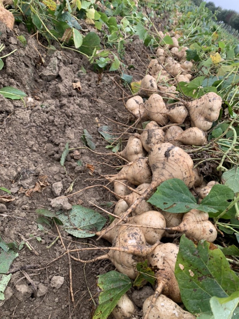 凉薯豆薯地瓜湖北产地一手货源现挖现发电联洽谈