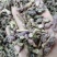 中药材款冬花无硫优品一级冬花好货各种规格供应。