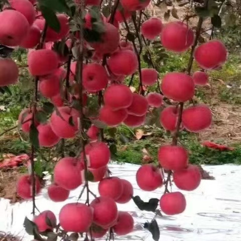 套袋红富士大量上市