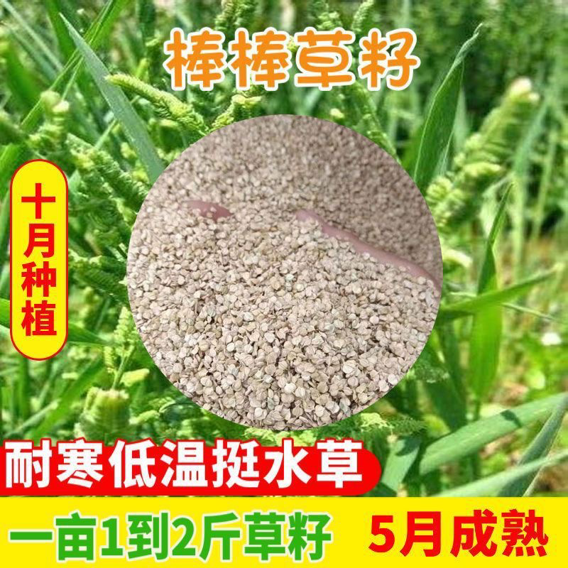棒棒草种子小龙虾养殖苦梗草低温水草