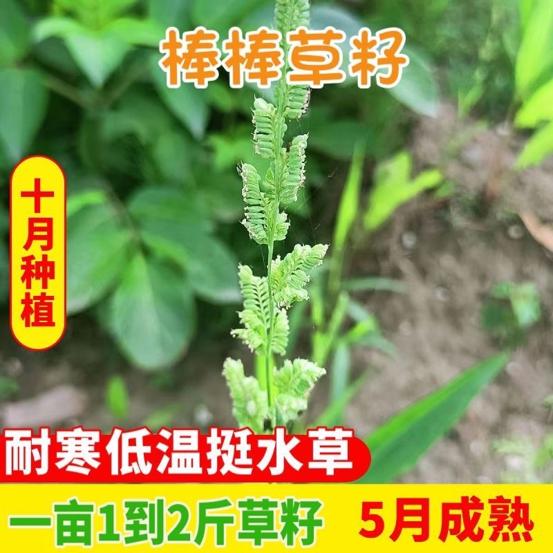 棒棒草种子小龙虾养殖苦梗草低温水草