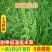 棒棒草种子小龙虾养殖苦梗草低温水草