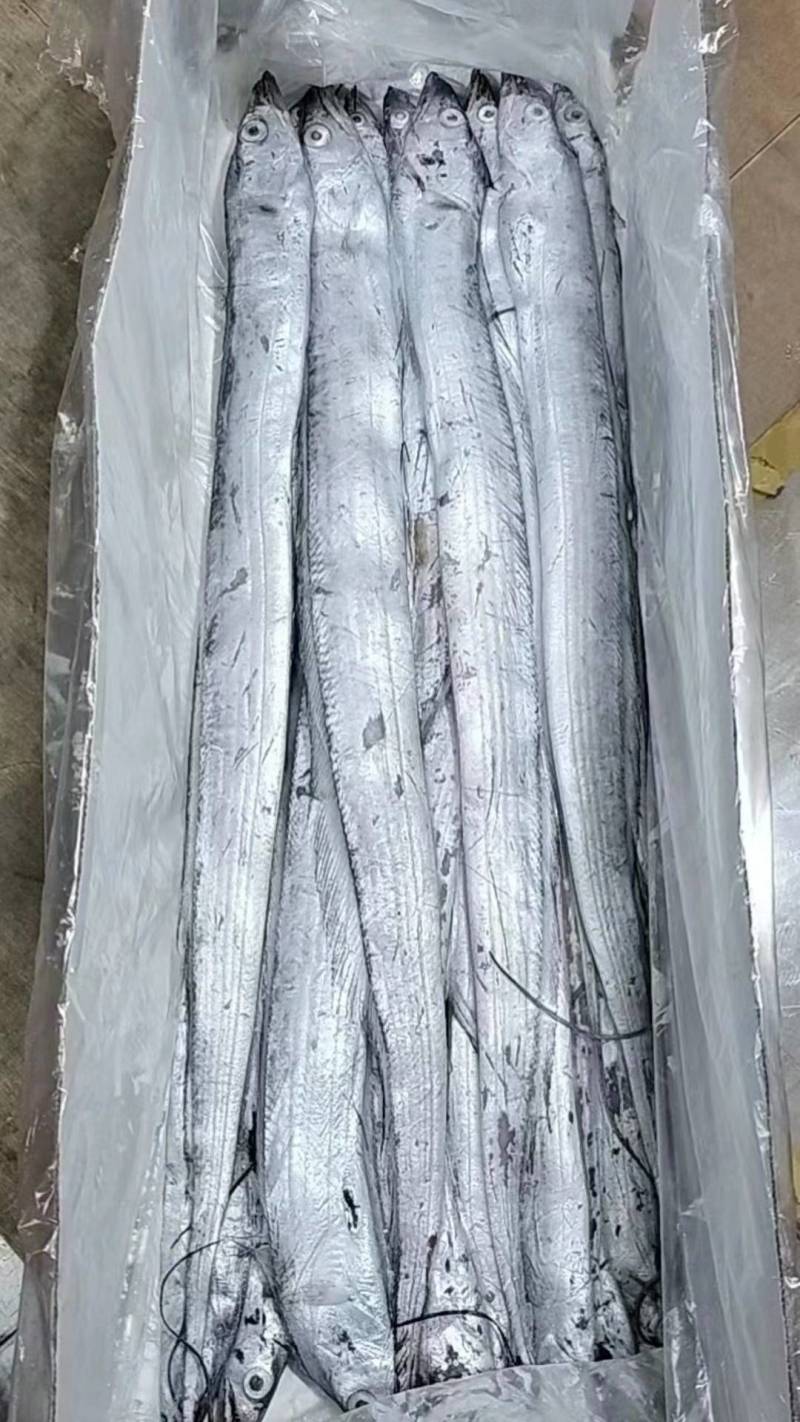 新到18斤无冰刀鱼！3款规格宽窄条价格不懂咨询客服