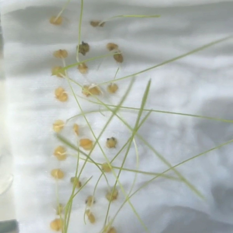 棒棒草种子小龙虾养殖苦梗草低温水草