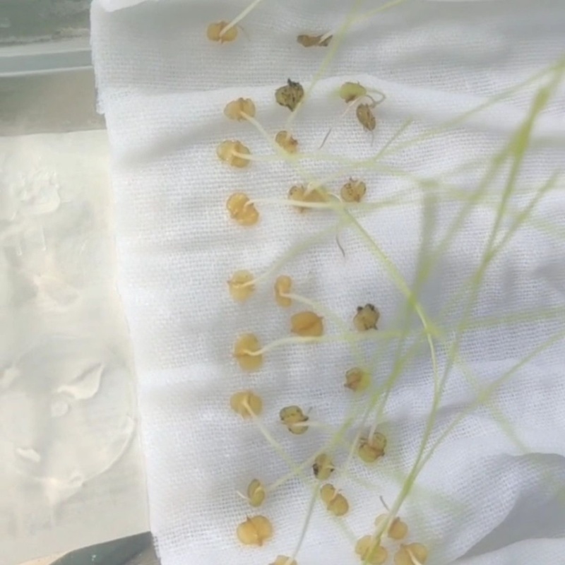 棒棒草种子小龙虾养殖苦梗草低温水草