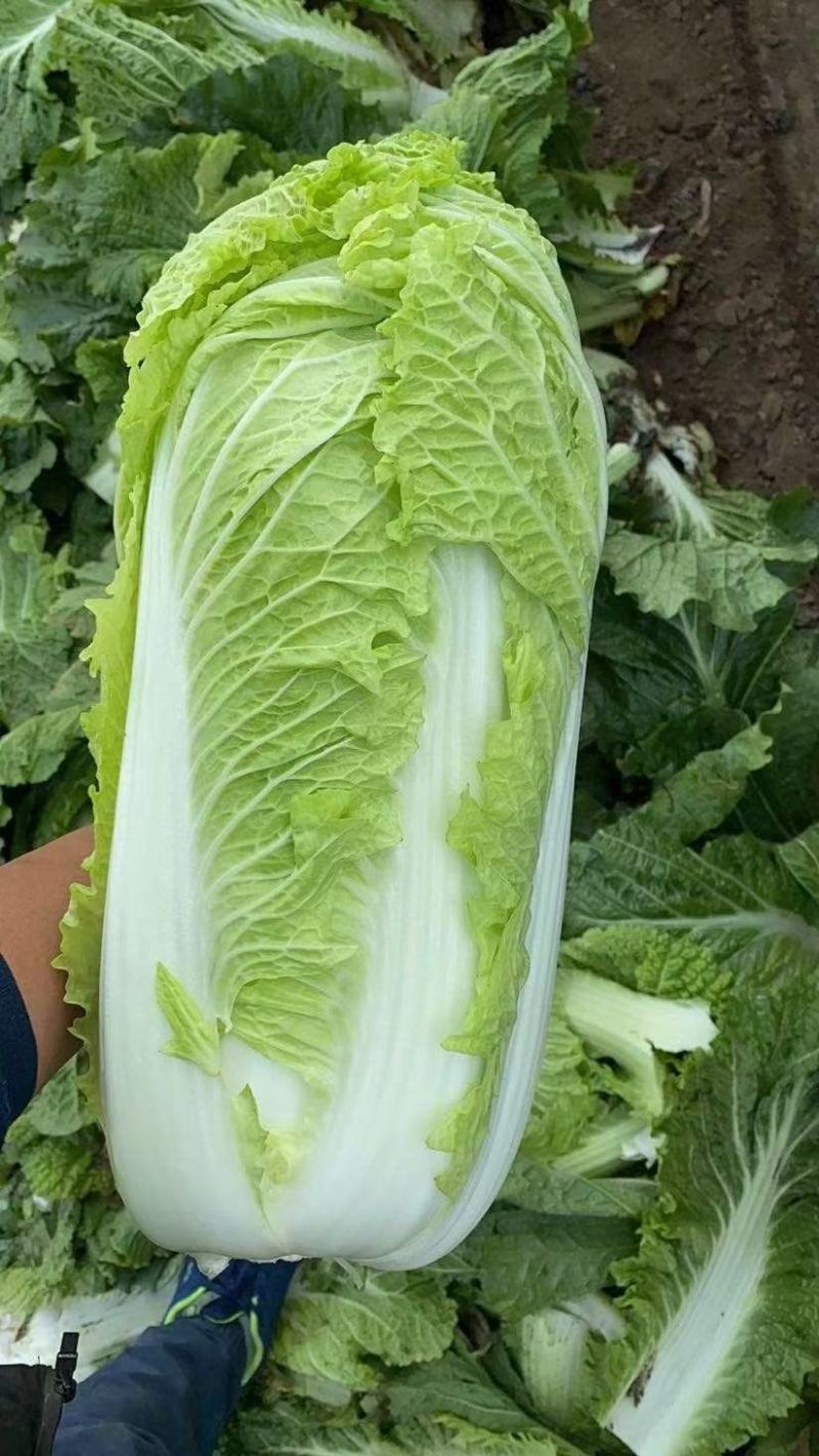 北京三号白菜精品白菜量大价优质量保证诚信为本欢迎来电