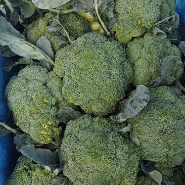 各类蔬菜水果