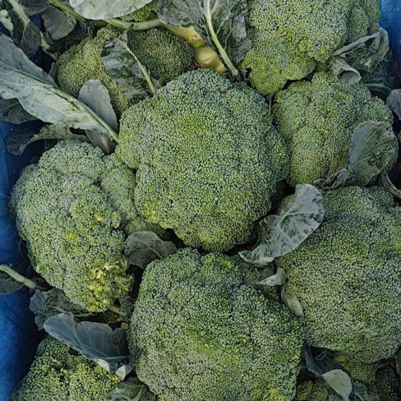 各类蔬菜水果