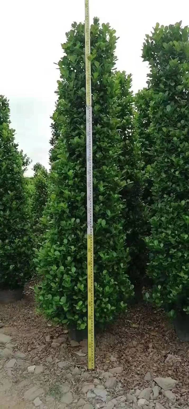 火山榕树绿植质量保证货源充足规格齐全欢迎咨询