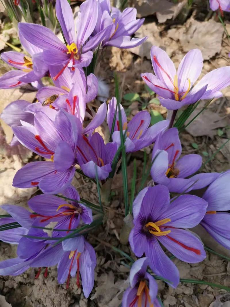 藏红花种球食用观赏四季耐寒抗热花卉种子番红花球根植物盆栽