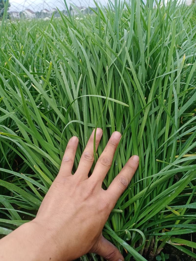 三年根头刀韭菜