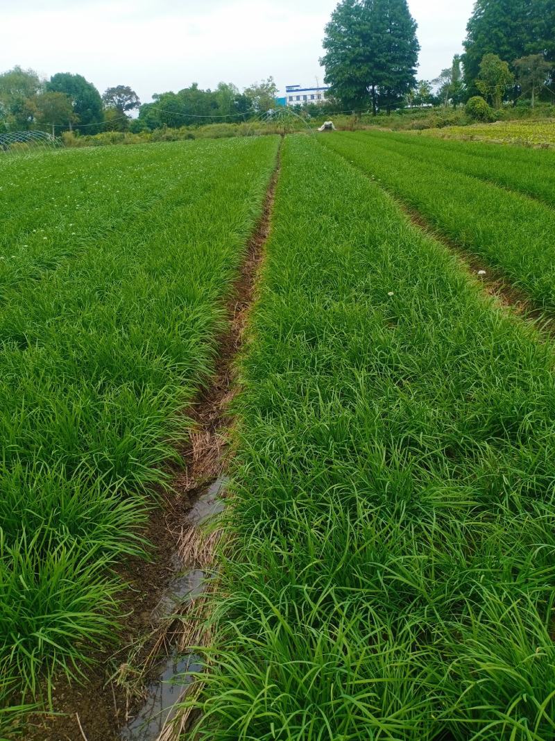 三年根头刀韭菜