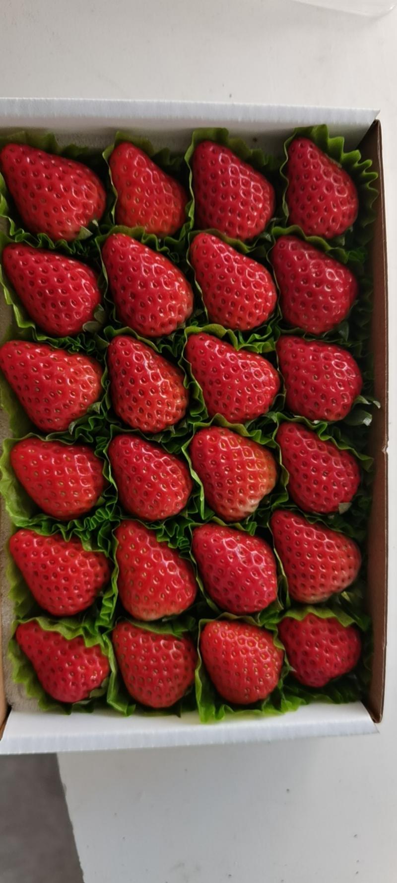 丹东东港九九红颜草莓团购烘焙巧克十盒一诚招各大批发商