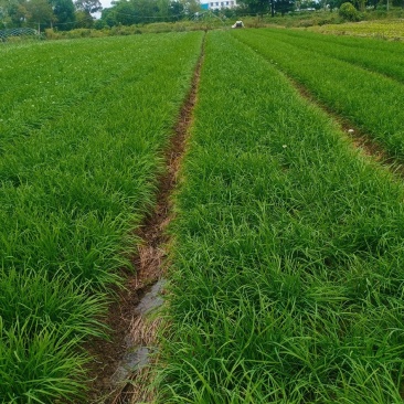 三年根头刀韭菜