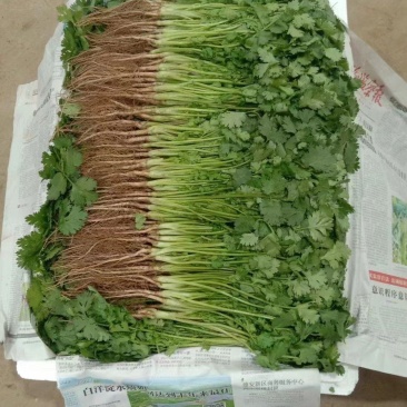 【精品】大叶香菜大量出货中品质优美可全国各地发货