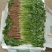 【精品】大叶香菜大量出货中品质优美可全国各地发货